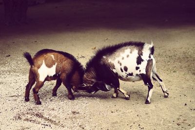 Horses on field