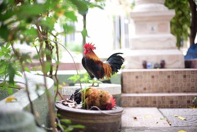 View of birds on plant