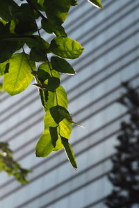 Close-up of leaves against blurred background