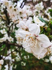 Close-up of white cherry blossom tree