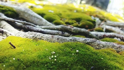 Close-up of moss on rock