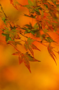 Close-up of maple leaves during sunset