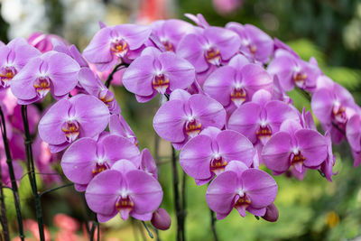 Close-up of pink flowering plants