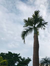Low angle view of coconut palm tree against sky