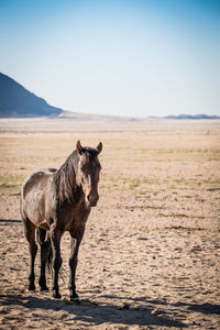 View of horse standing on land