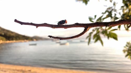 Close-up of lizard on tree against sky