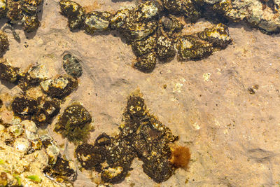 High angle view of starfish on beach