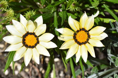High angle view of white and yellow flowering plants