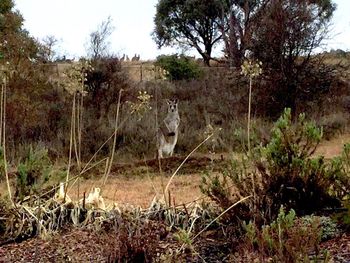 Trees growing on field