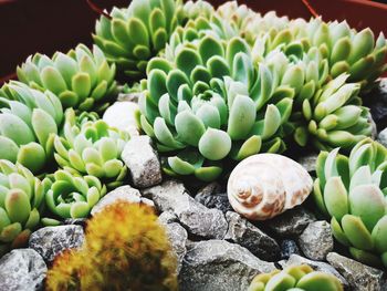 High angle view of succulent plant