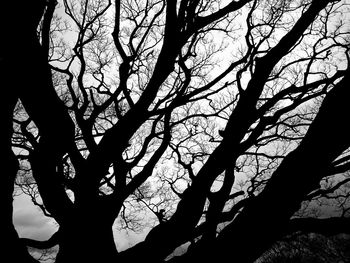 Low angle view of bare tree against sky