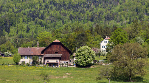 House amidst trees and plants in forest