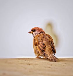 Close-up of a bird