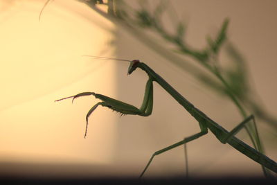 Close-up of insect on leaf