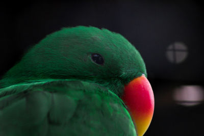 Close-up of parrot