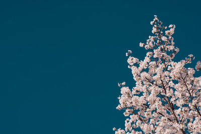 Low angle view of cherry blossom against clear blue sky