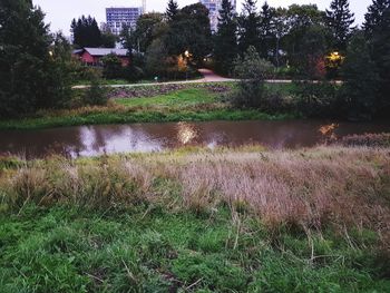 Plants growing on field by lake