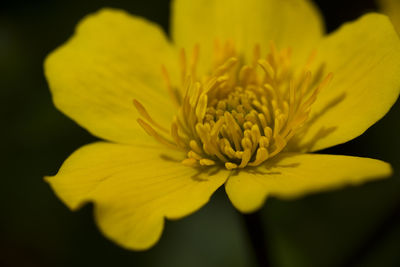 Close-up of yellow flower blooming against black background