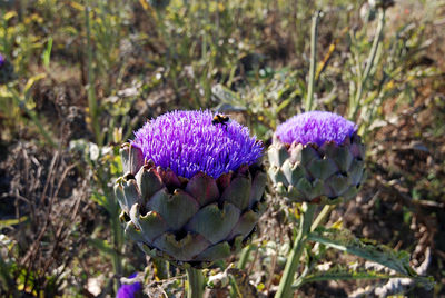 Close-up of purple flowering plants on field