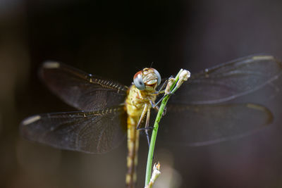 Close-up of dragonfly