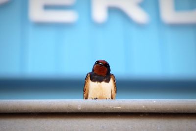Close-up of bird perching on wall