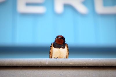 Low angle view of bird perching on metal rod