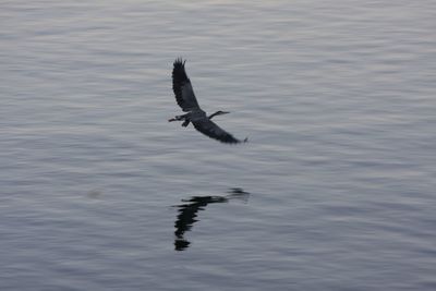 Bird flying over water