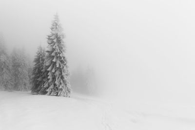 Pine trees on snow covered land against sky