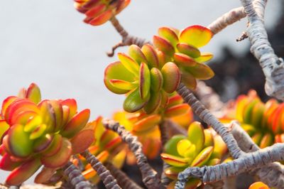 Close-up low angle view of flowers