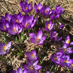 Close-up of purple flowers blooming in field