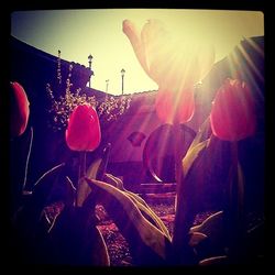 Sun shining through flowers