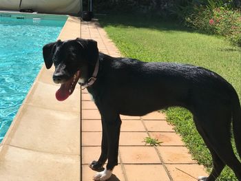 Black dog standing by swimming pool