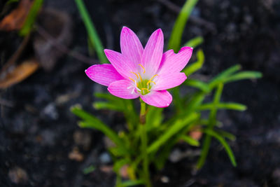 Close-up of pink crocus flower