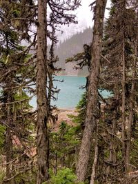 Trees by lake in forest against sky