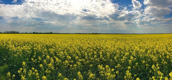 Scenic view of field against sky