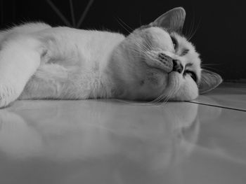 Close-up of cat sleeping on floor