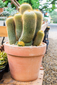 Close-up of succulent plant in pot