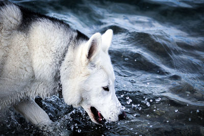 Close-up of dog in the water