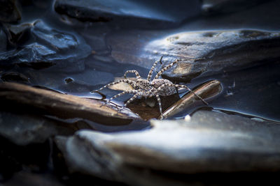 High angle view of turtle in water