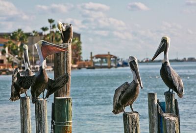 Pelicans perching by sea on wooden posts