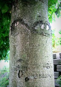 Close-up of tree trunk in forest