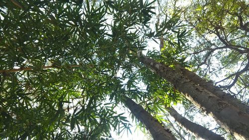 Low angle view of trees