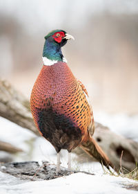 Bird perching on snow