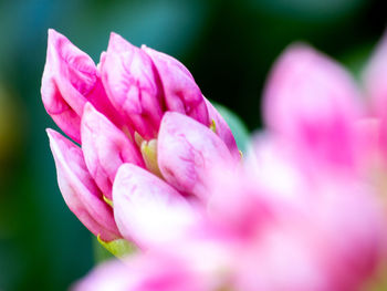 Close-up of pink flower