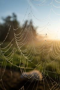 Close-up of wet spider web