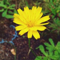 Close-up of yellow flower