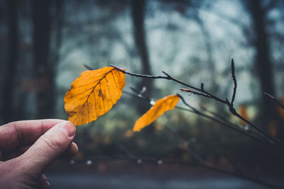 Close-up of hand touching leaf during autumn