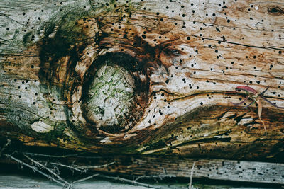 Full frame shot of tree trunk