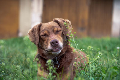 Portrait of dog on field