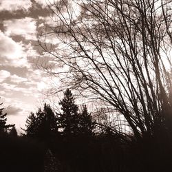 Low angle view of bare trees against cloudy sky